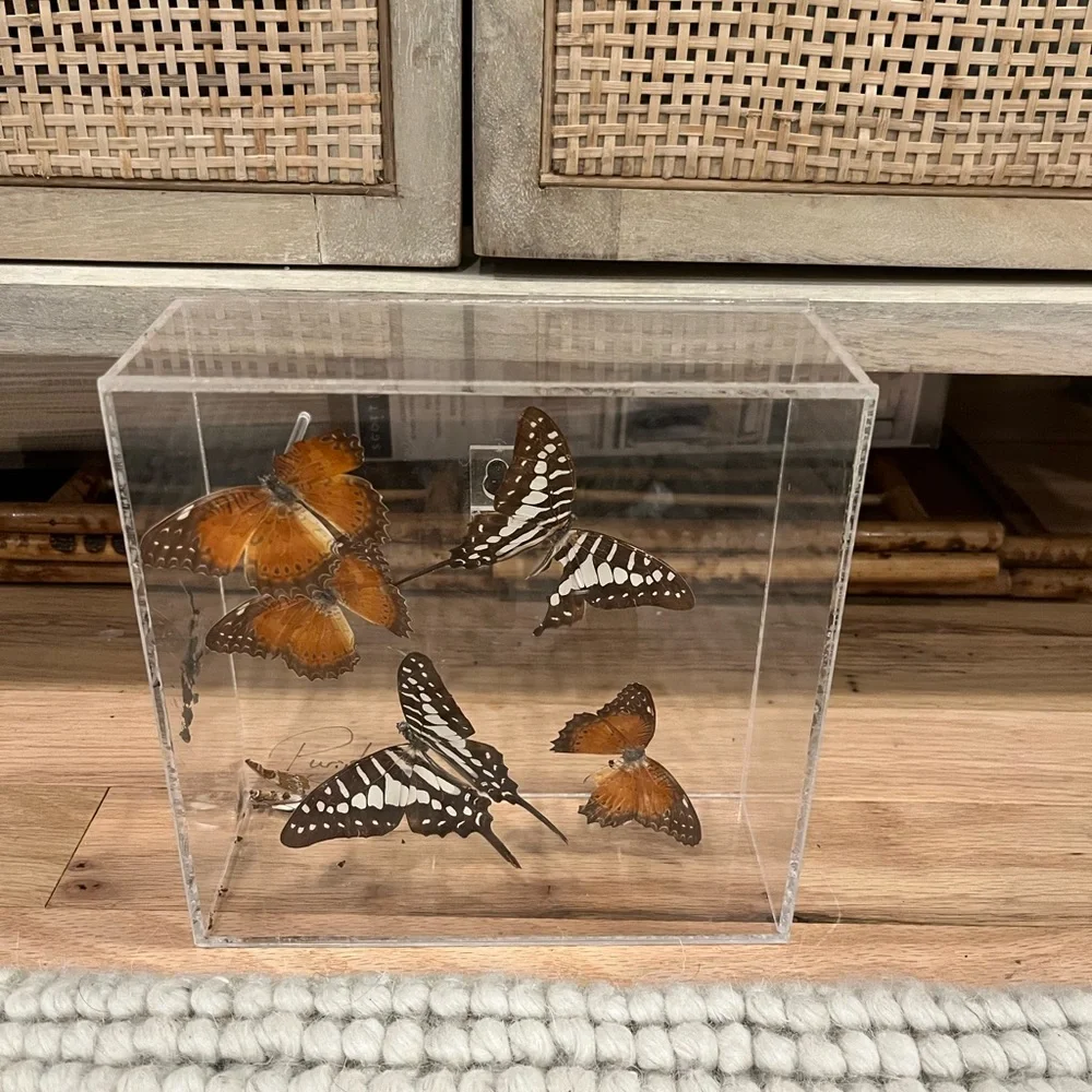 Vintage Lucite Butterfly Display - Picture 3 of 3